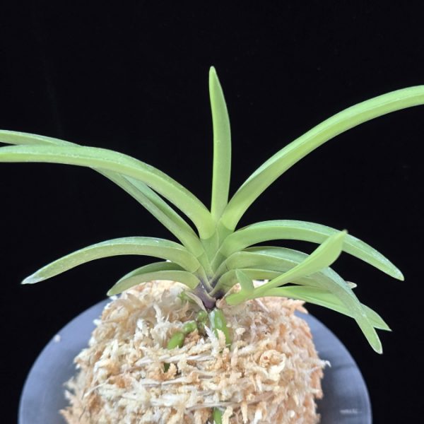 천녀지무 天女の舞 Tennyo no Mai