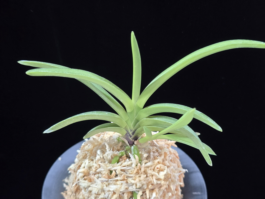 천녀지무 天女の舞 Tennyo no Mai 천녀지무 天女の舞 Tennyo no Mai