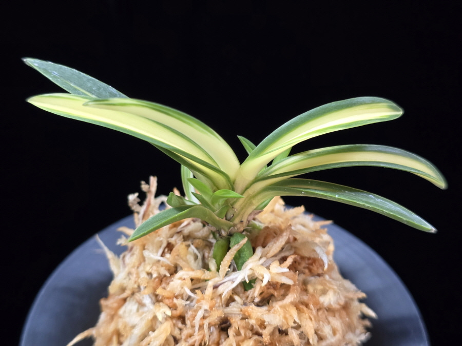 서시중반 西施中班 Seosi nakafu 서시중반 西施中班 Seosi nakafu