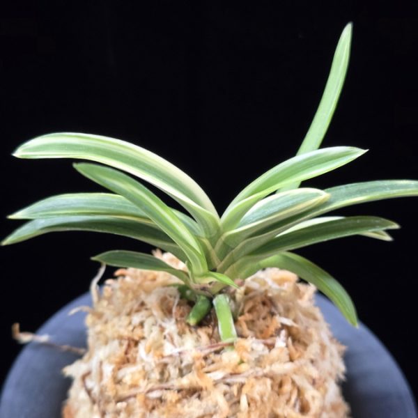 서시 西施 Seosi(Seishi)