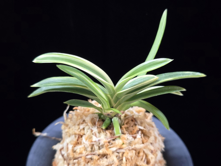 서시 西施 Seosi(Seishi) 서시 西施 Seosi(Seishi)