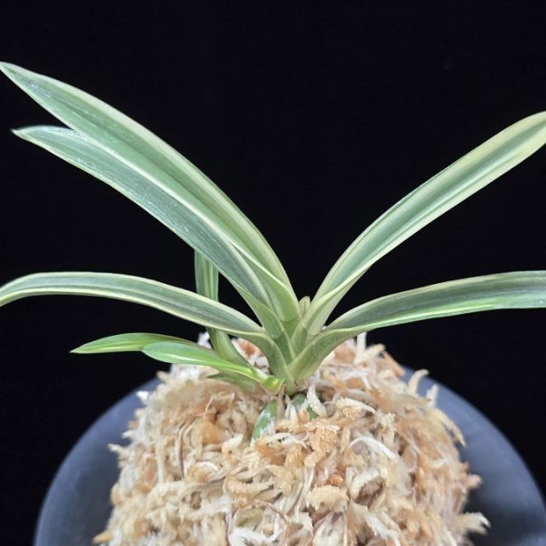 서시 西施 Seosi(Seishi)