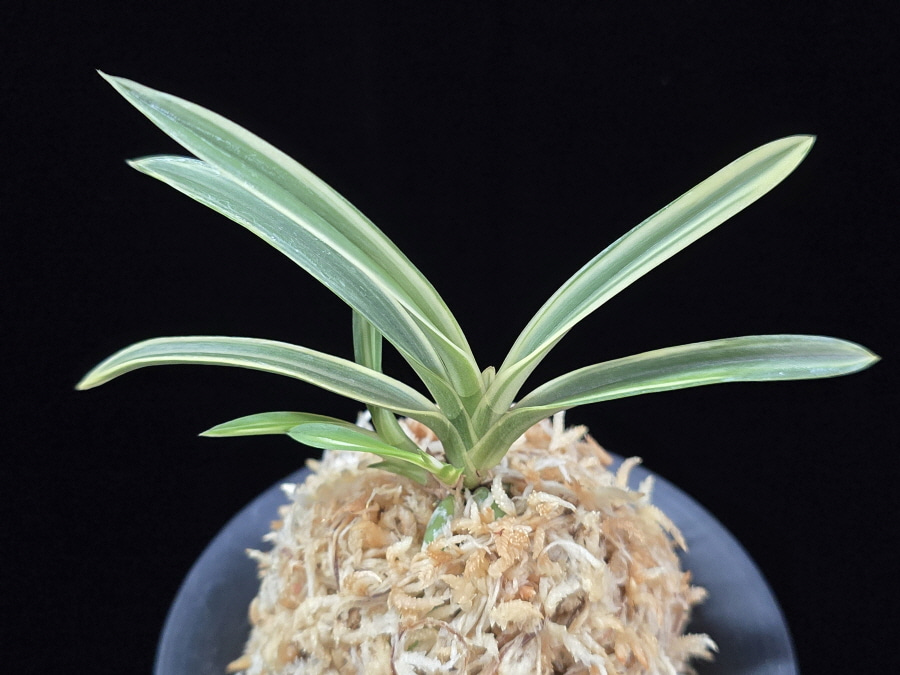 서시 西施 Seosi(Seishi) 서시 西施 Seosi(Seishi)