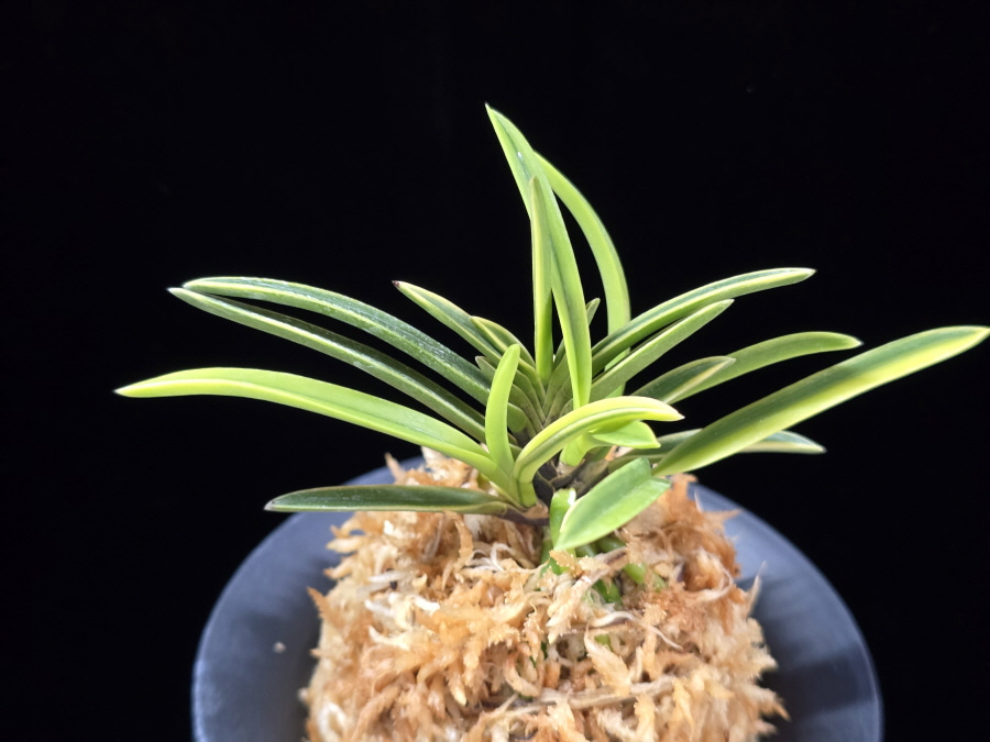 중야복륜 中野覆輪 Nakano fukurin 중야복륜 中野覆輪 Nakano fukurin