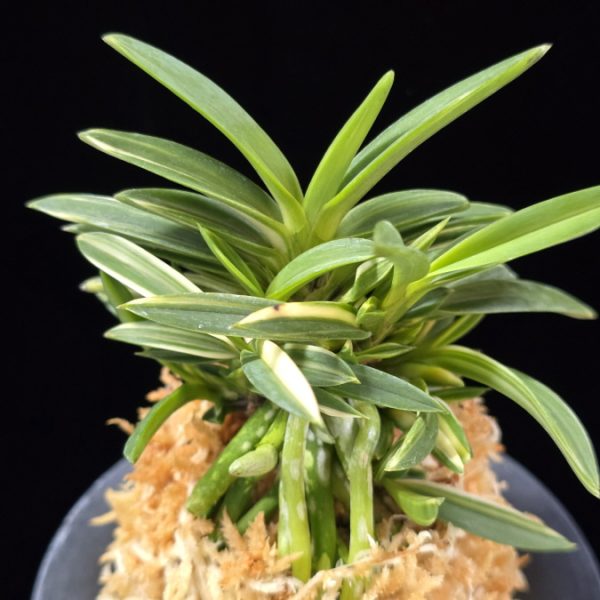 백결단엽 白潔短葉 Hakugetsu Tanba