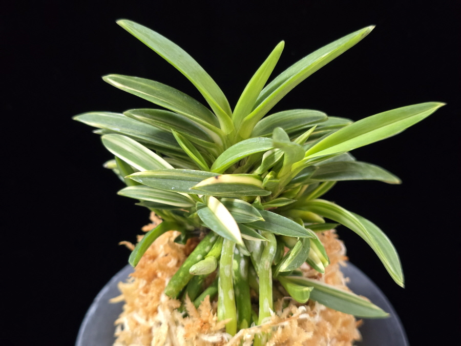 백결단엽 白潔短葉 Hakugetsu Tanba 백결단엽 白潔短葉 Hakugetsu Tanba