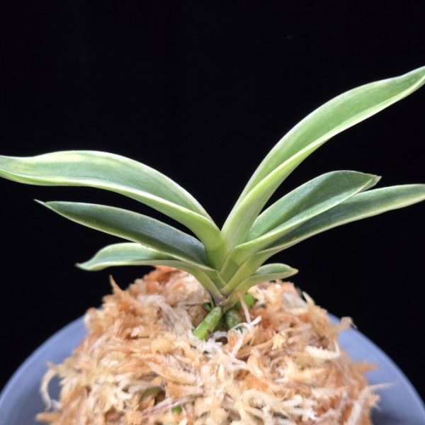 자미성 紫微星 Jamiseong (Sibisei)