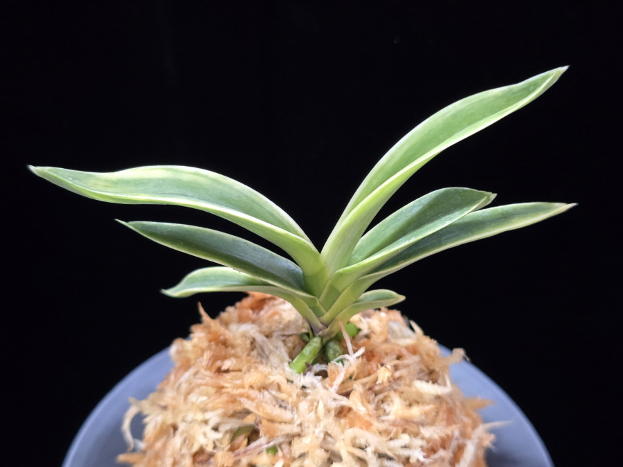 자미성 紫微星 Jamiseong (Sibisei) 자미성 紫微星 Jamiseong (Sibisei)