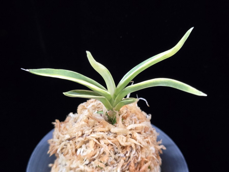 자미성 紫微星 Jamiseong (Sibisei) 자미성 紫微星 Jamiseong (Sibisei)