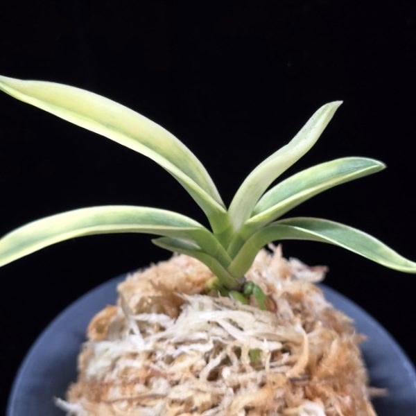 자미성 紫微星 Jamiseong (Sibisei)