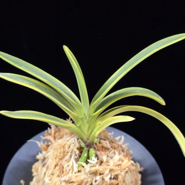 연성환 連城丸 Renjomaru