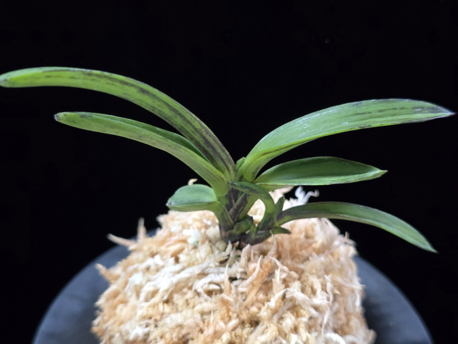 음풍 吟風 Ginpu 음풍 吟風 Ginpu