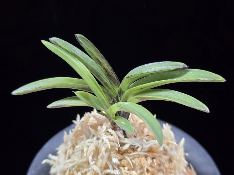 음풍 吟風 Ginpu 음풍 吟風 Ginpu