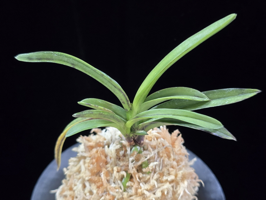 음풍 吟風 Ginpu 음풍 吟風 Ginpu