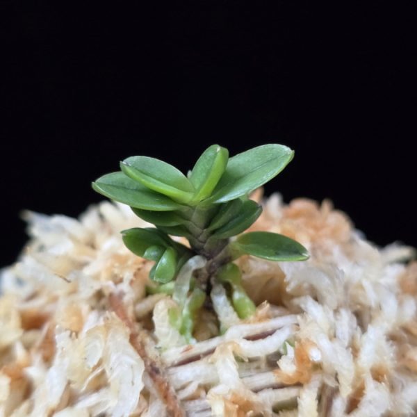 소천옥 小天玉 Kotengyoku