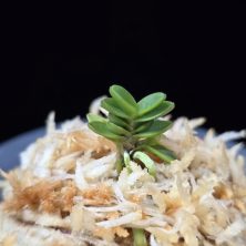 소천옥 小天玉 Kotengyoku