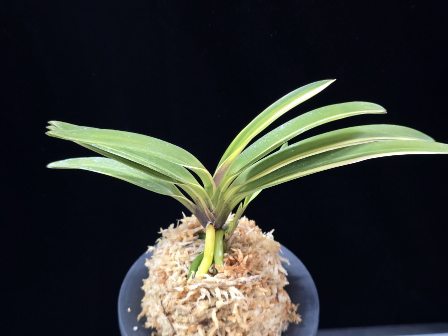 엄미호 奄美縞 Amami Shima 엄미호 奄美縞 Amami Shima