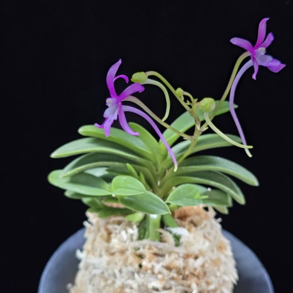 자홍 紫紅 Jahong