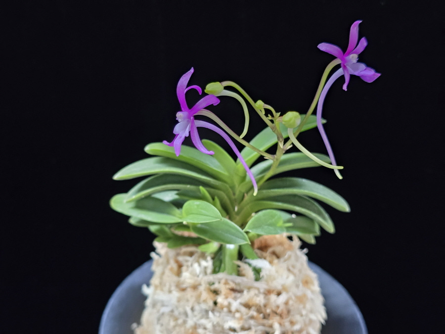 자홍 紫紅 Jahong 자홍 紫紅 Jahong