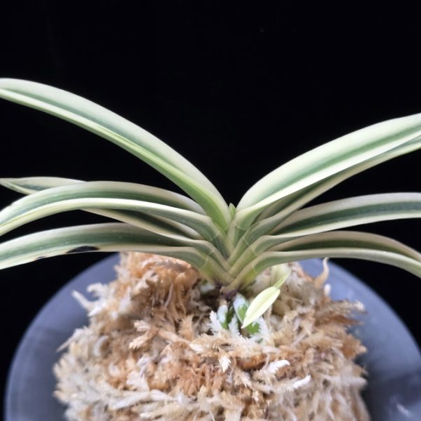 계백 係白 Gyebaek