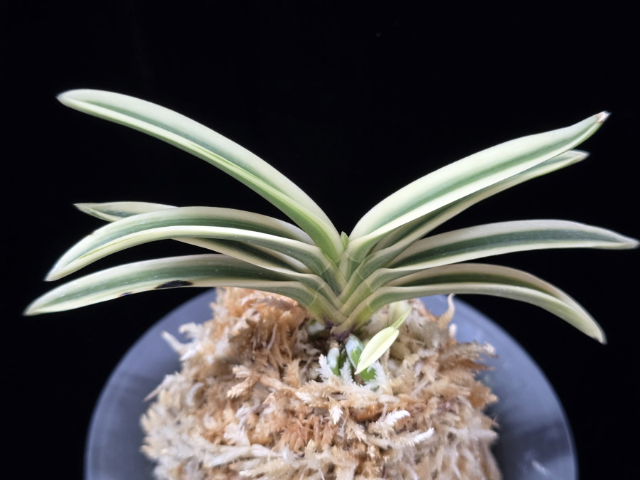 계백 係白 Gyebaek 계백 係白 Gyebaek