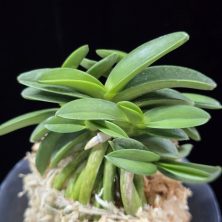 장원 壯元 Jangwon (Amami*Tamraok)