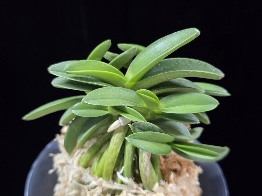 장원 壯元 Jangwon (Amami*Tamraok) 장원 壯元 Jangwon (Amami*Tamraok)