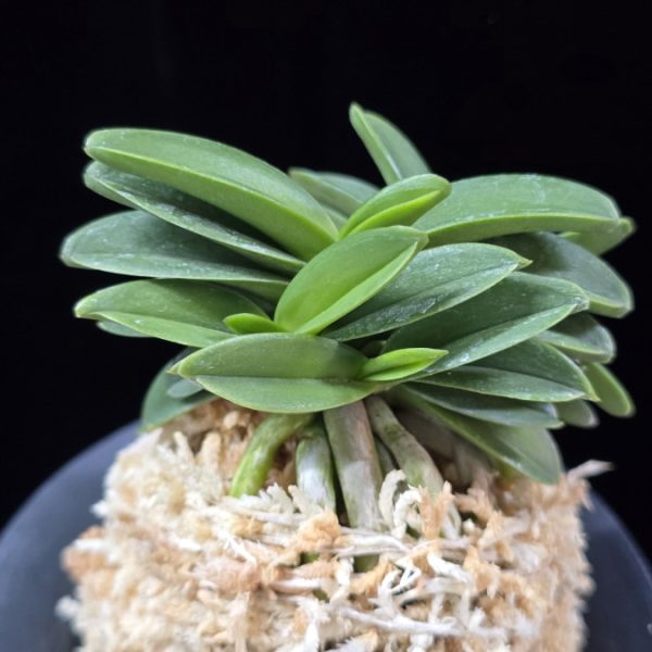 장원 壯元 Jangwon (Amami*Tamraok)