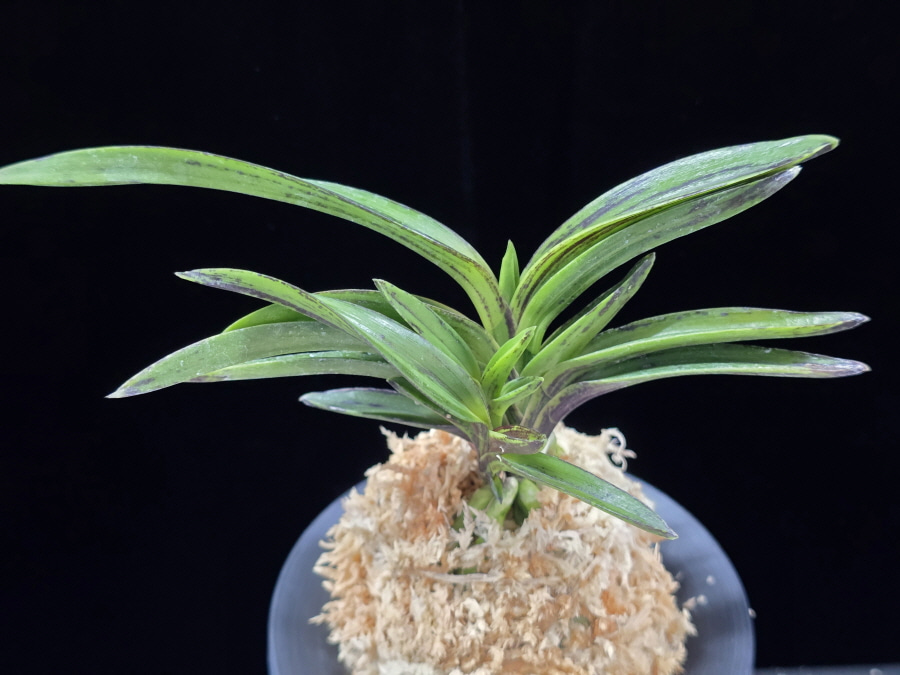 진묵 鎭墨 Jinmuk 진묵 鎭墨 Jinmuk