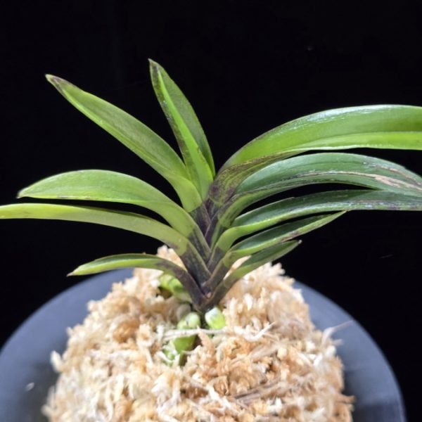 진묵 鎭墨 Jinmuk