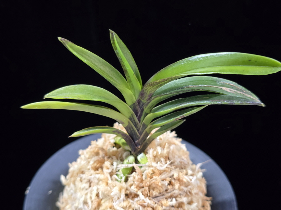 진묵 鎭墨 Jinmuk 진묵 鎭墨 Jinmuk