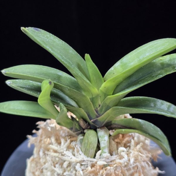 천하장사 天下壯士 Cheonhajangsa