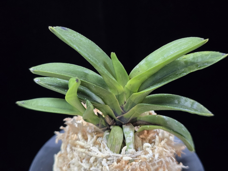 천하장사 天下壯士 Cheonhajangsa 천하장사 天下壯士 Cheonhajangsa