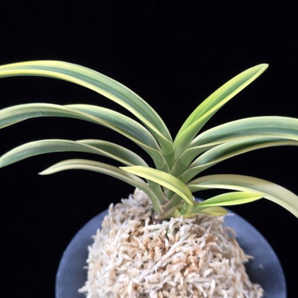 고천관 高天冠 Gocheongwan