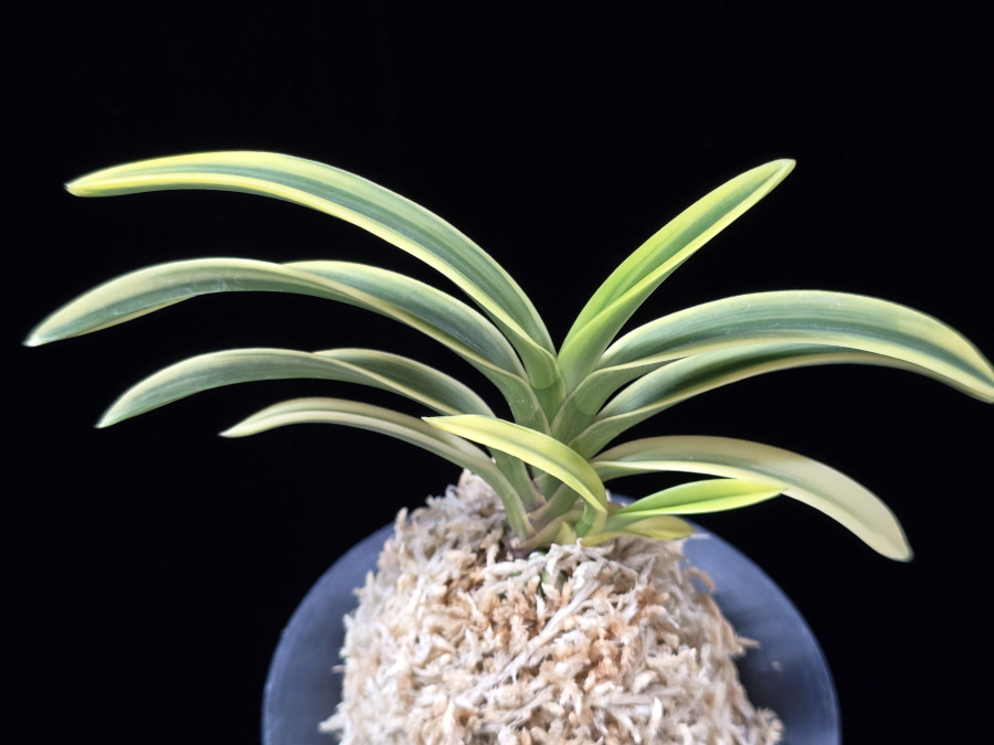 고천관 高天冠 Gocheongwan 고천관 高天冠 Gocheongwan