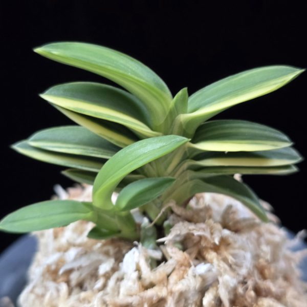 녹채보 緑彩宝 Ryokusaiho