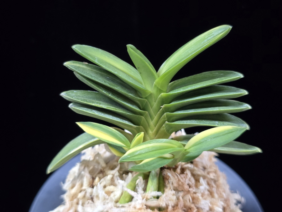 녹채보 緑彩宝 Ryokusaiho 녹채보 緑彩宝 Ryokusaiho