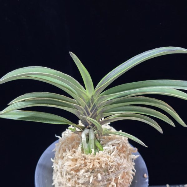 신라 新羅 Sinra (Shiragi)