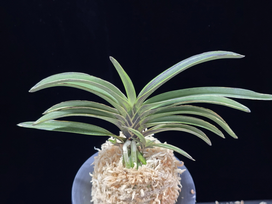 신라 新羅 Sinra (Shiragi) 신라 新羅 Sinra (Shiragi)