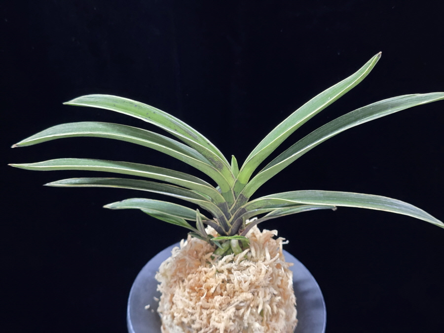 춘추 春秋 Chunchu 춘추 春秋 Chunchu