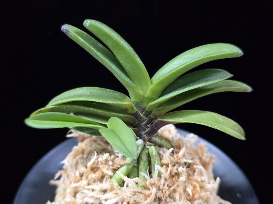 흑룡 黒龍 Kokuryu 흑룡 黒龍 Kokuryu