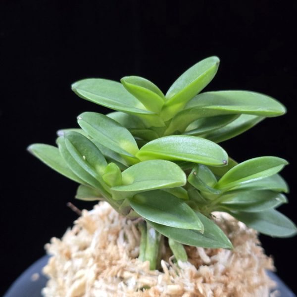 요산 楽山 Yosan(Rakuzan)