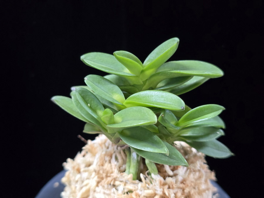 요산 楽山 Yosan(Rakuzan) 요산 楽山 Yosan(Rakuzan)