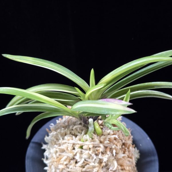 설계수 雪溪水 Seolgyesu (Setsuzan Shiroshima)