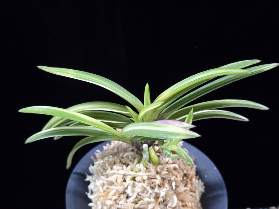 설계수 雪溪水 Seolgyesu (Setsuzan Shiroshima) 설계수 雪溪水 Seolgyesu (Setsuzan Shiroshima)