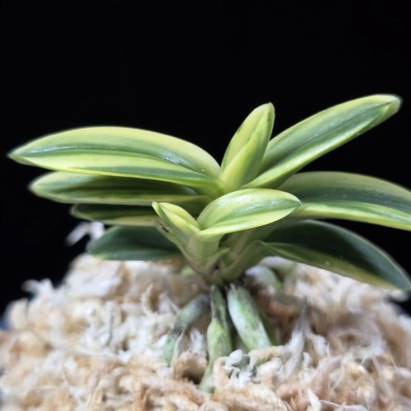 취월호 翠月湖 Chwiwolho(Seedling)