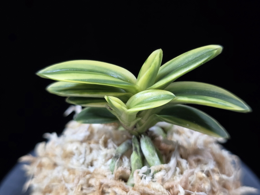 취월호 翠月湖 Chwiwolho(Seedling) 취월호 翠月湖 Chwiwolho(Seedling)