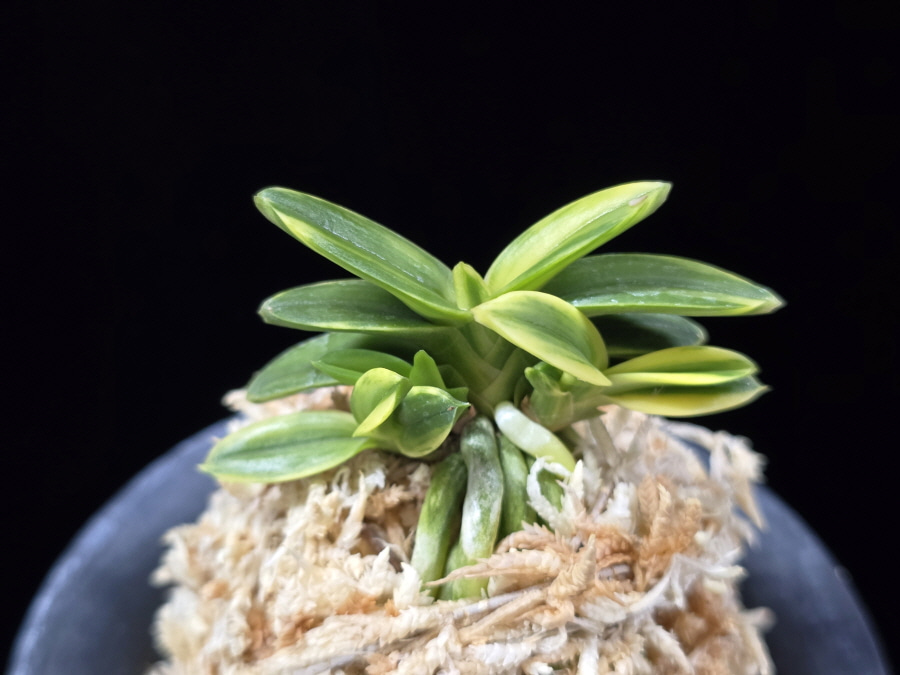 취월호 翠月湖 Chwiwolho(Seedling) 취월호 翠月湖 Chwiwolho(Seedling)