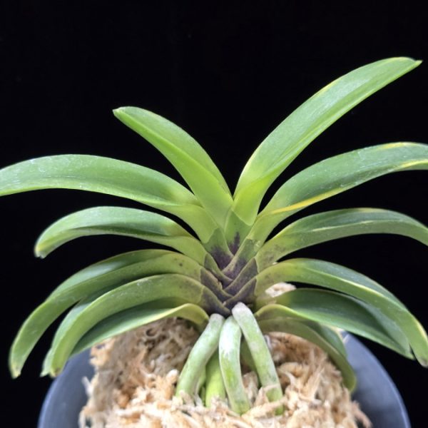 동해복륜 東海復輪 Tokai Fukurin