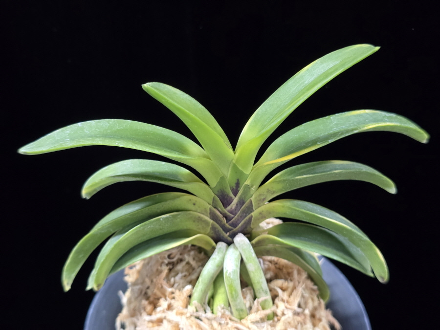 동해복륜 東海復輪 Tokai Fukurin 동해복륜 東海復輪 Tokai Fukurin